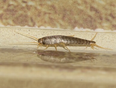 Silberfische-kueche-4 Silberfische in der Küche