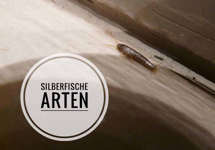 ᐅ Silberfische Arten Wie Kann Man Die Fischchen Art Bestimmen