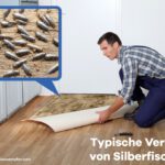 silberfische nest finden